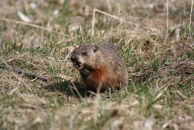 Marmotta assatanata che si atteggia a leone feroce