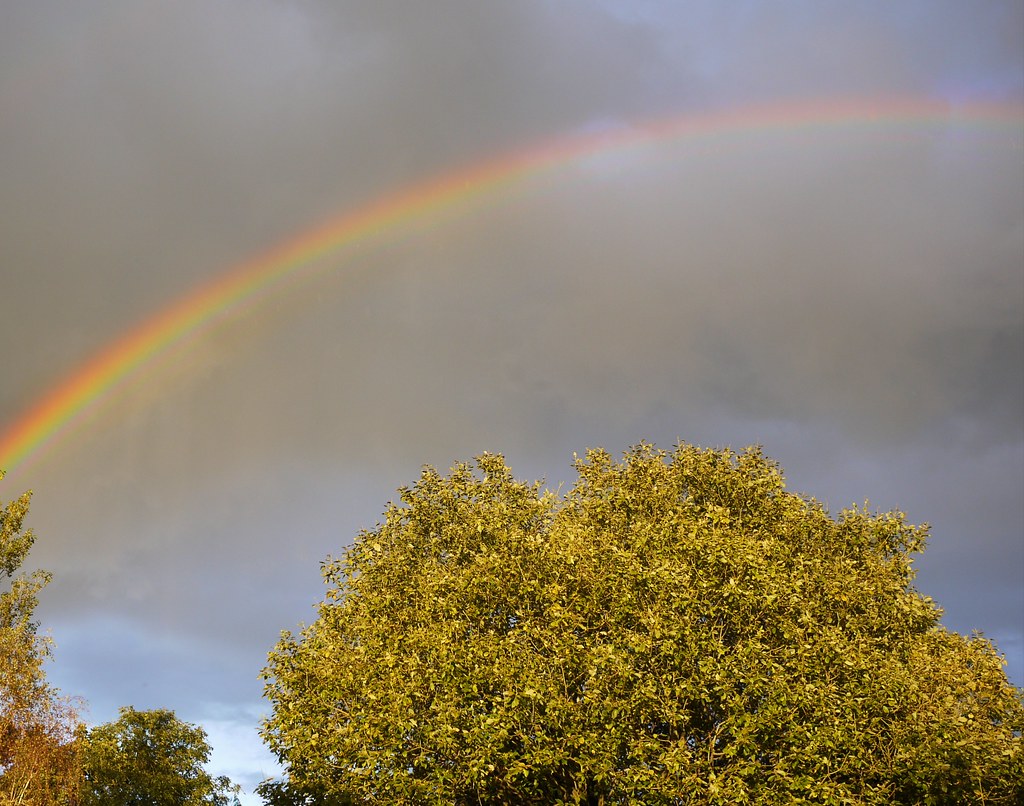 Mezzo arcobaleno in cielo grigio sopra albero