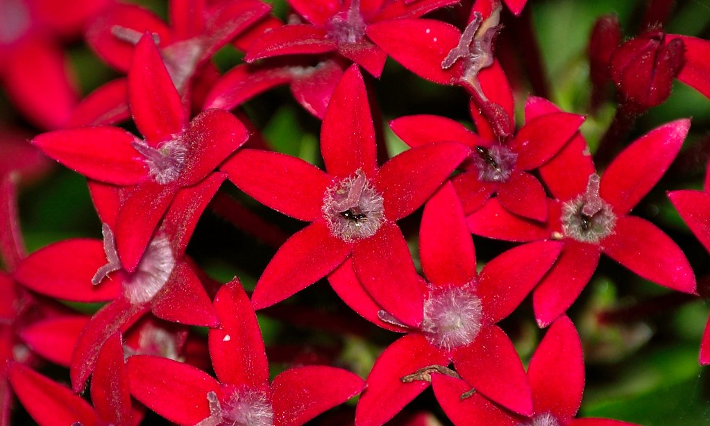 Moltitudine di fiori rossi con petali che formano una stella