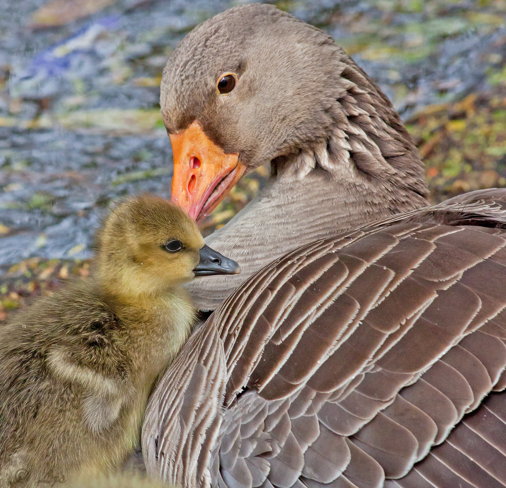 Momenti di tenerezza tra piccolo uccello e sua madre