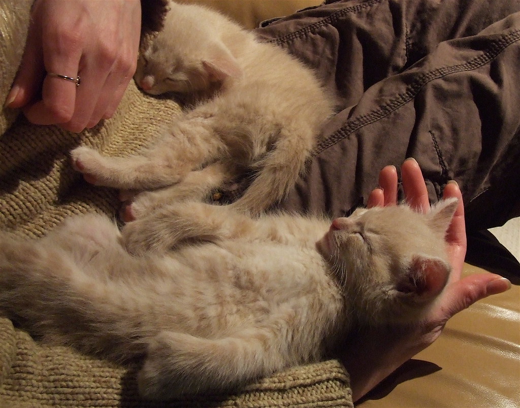 Momenti teneri con gatti che amano le coccole