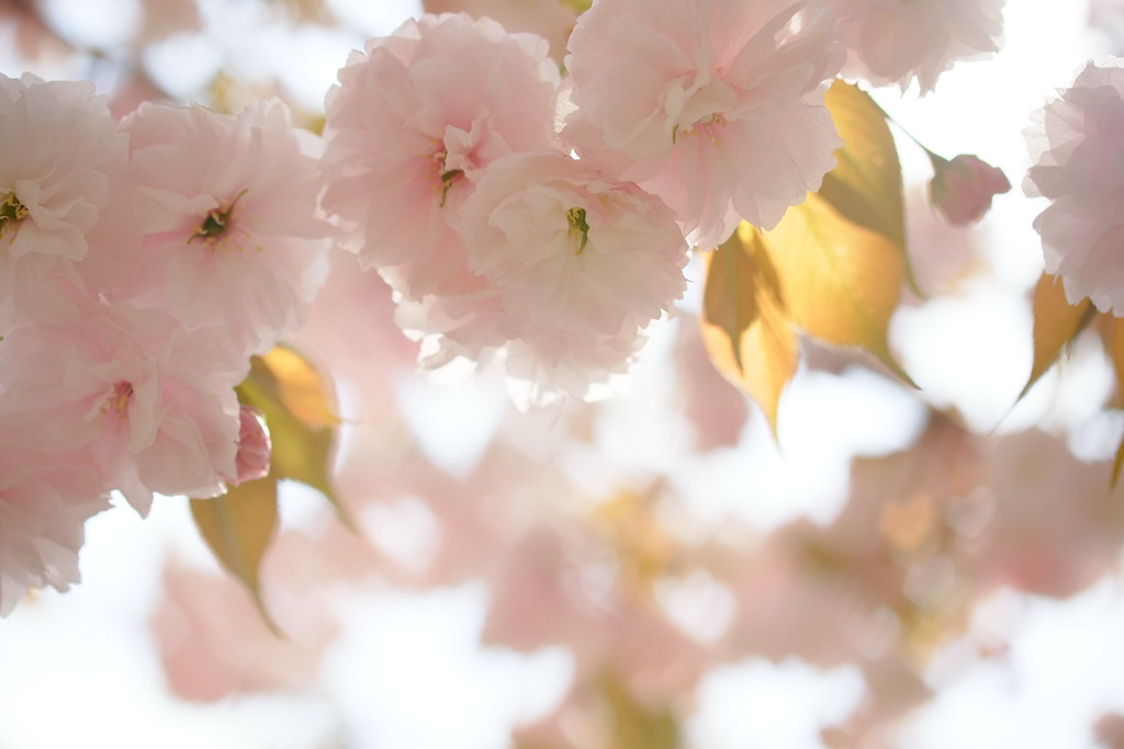 Natura meravigliosa con atmosfera magica per chi ama la dolcezza