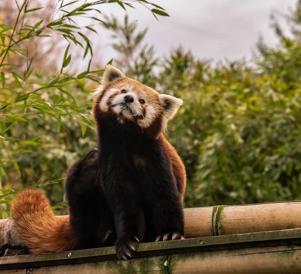 Panda rosso con sguardo dolce e curioso