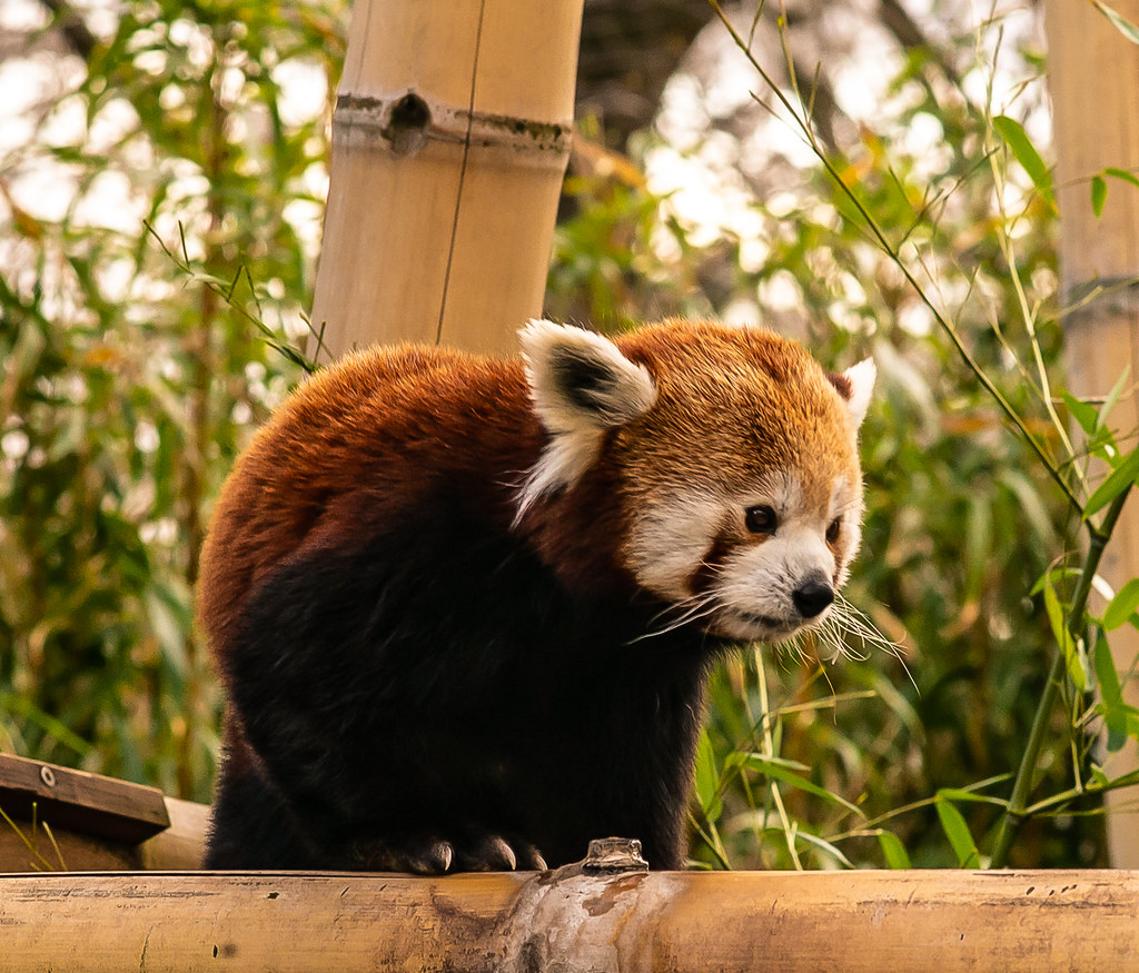 Panda rosso paffutello tanto dolce nel Jardin des Plantes di Parigi