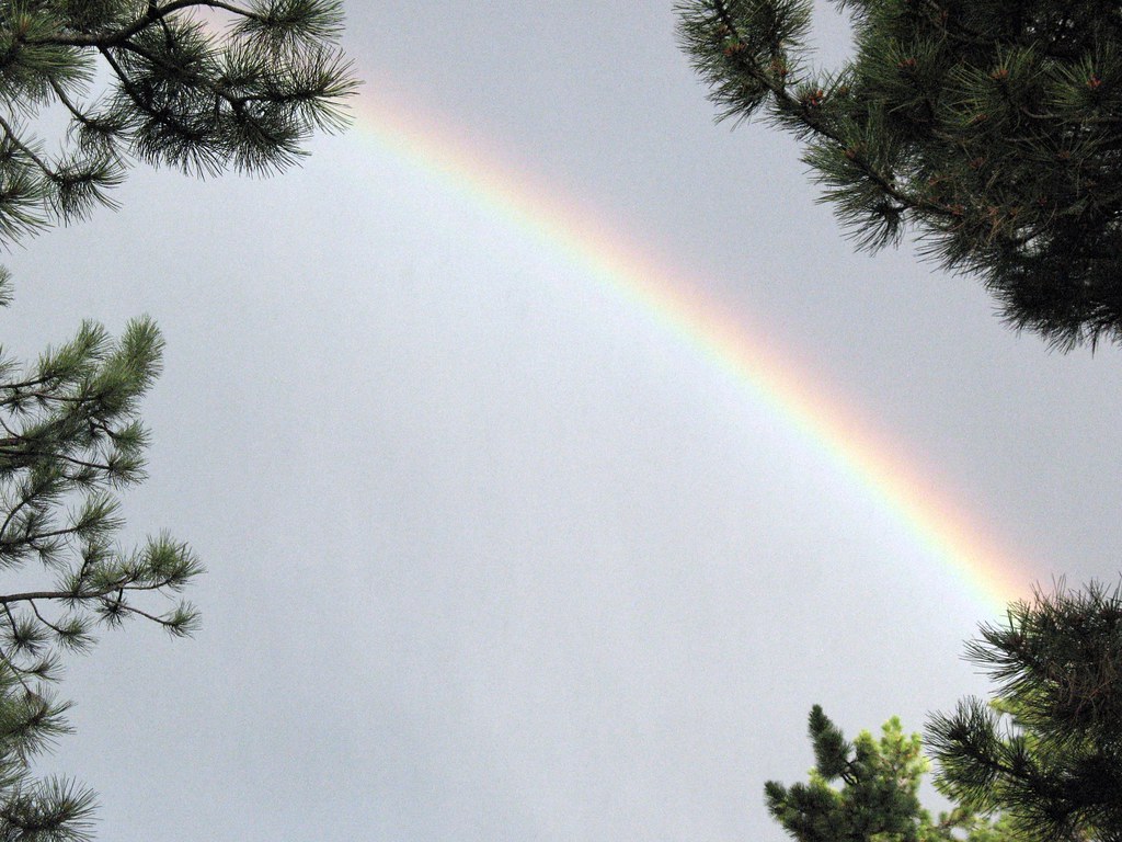 Pezzo di arcobaleno con alberi intorno