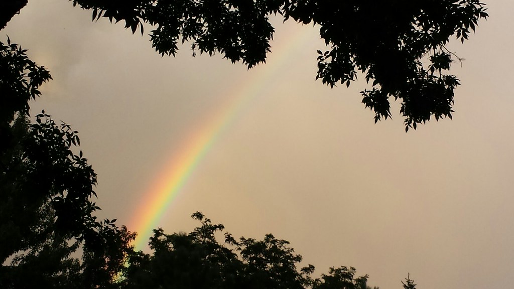 Piccola porzione di arcobaleno tra le foglie degli alberi