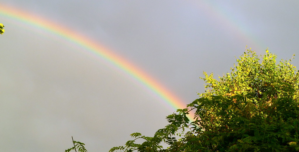 Porzione di arcobaleno che cade su albero con foglie verdi