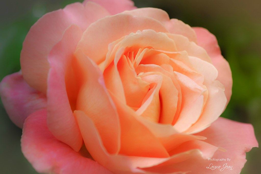 Rosa arancionastra con freschi petali