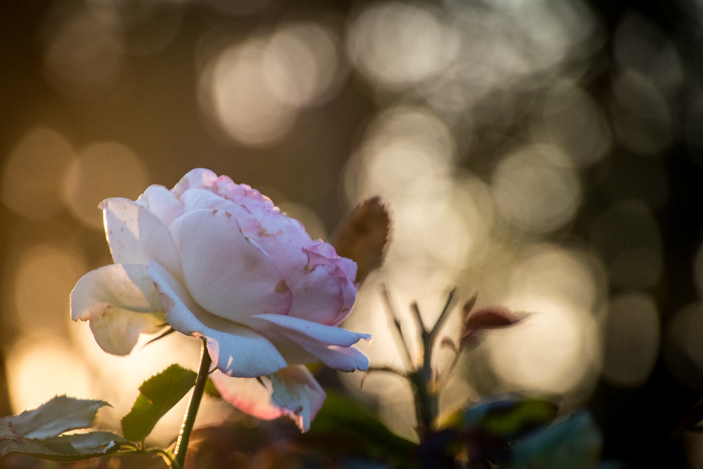 Rosa bianca con bellissima luce sullo sfondo