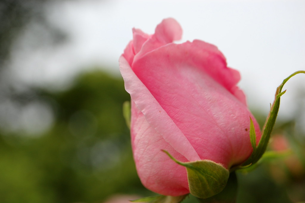 Rosa che deve ancora sbocciare ma promette bene