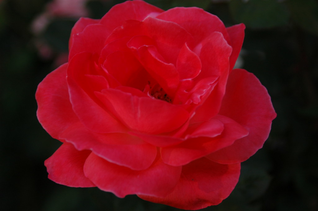 Rosa con bei petali rossi per un pensiero romantico