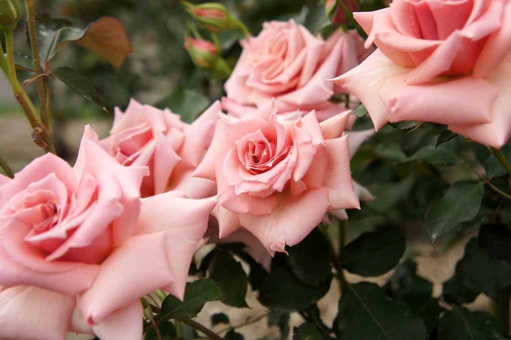 Rose bellissime e delicatissime per un tenero pensiero