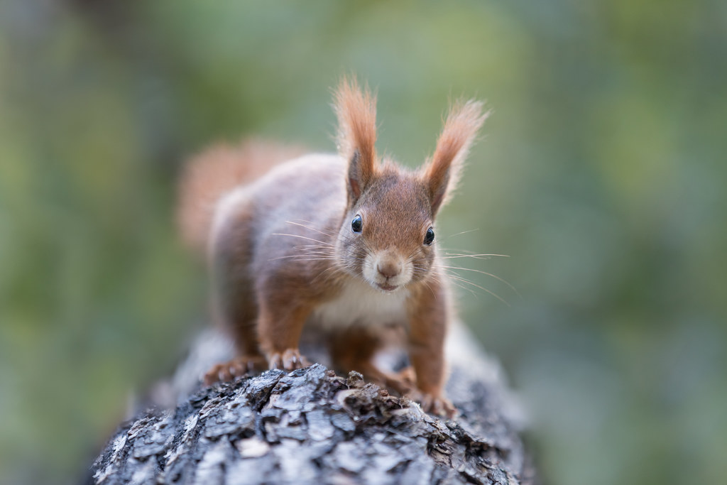 Scoiattolo con espressione ilare su tronco di albero