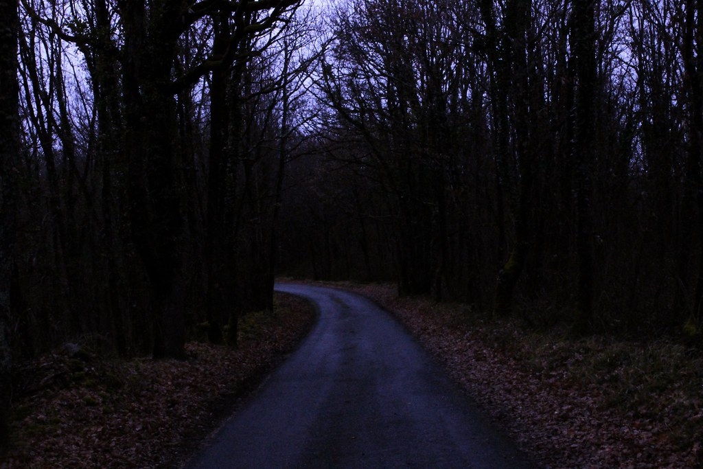 Sentiero malinconico nel bosco quasi al buio