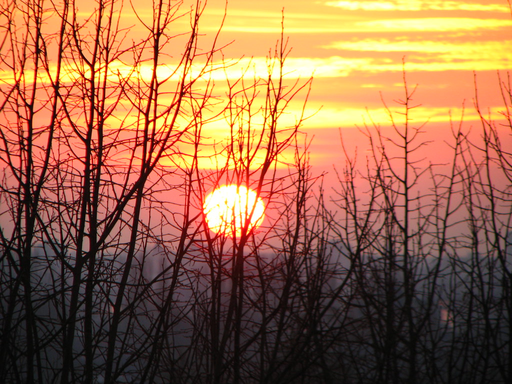 Sole basso al tramonto visto attraverso alberi rinsecchiti