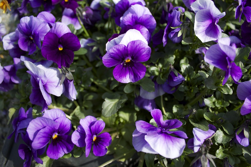 Tanti fiori viola vicini con sfondo di erba