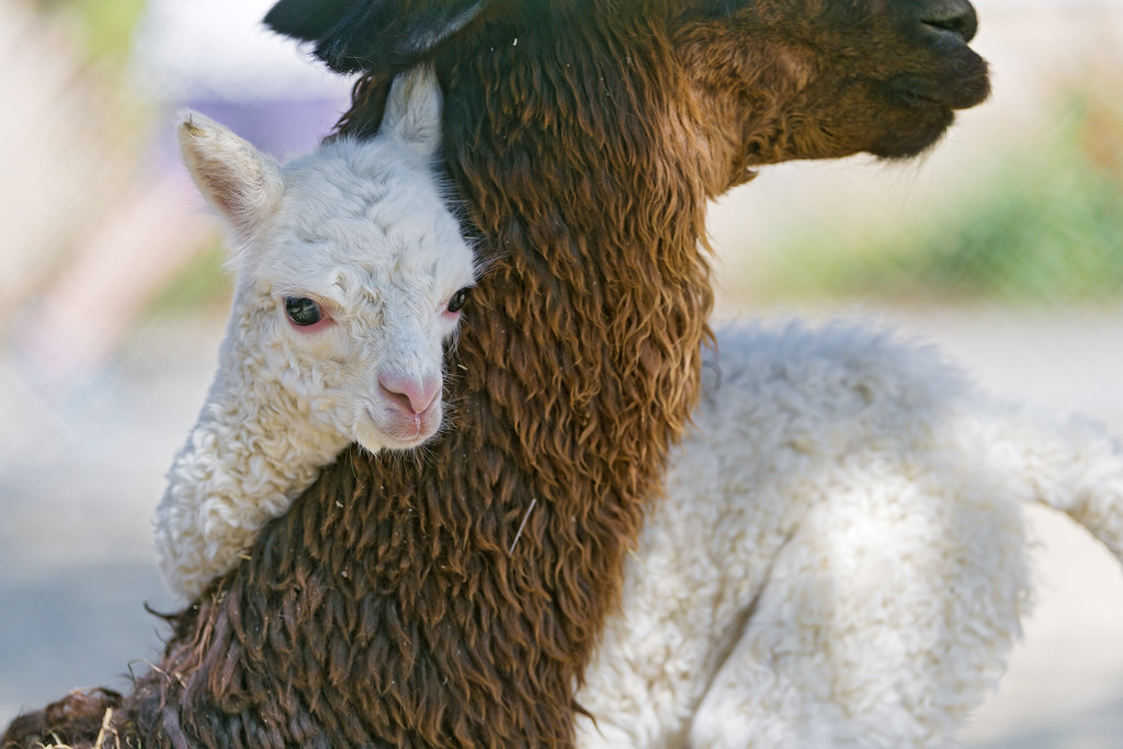 Teneri momenti tra un lama bianco e un lama marrone