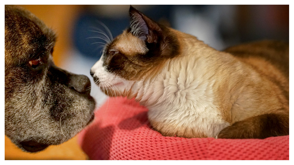 Teneri sguardi molto ravvicinati tra cane e gatto