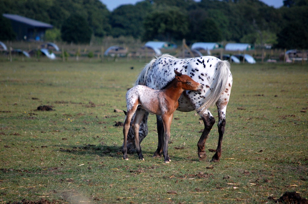 Tenero cavallino vicino a cavalla bianca con chiazze