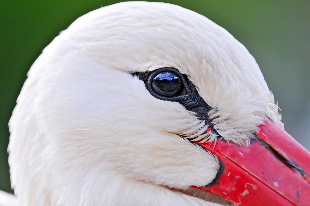 Tenero sguardo di cicogna