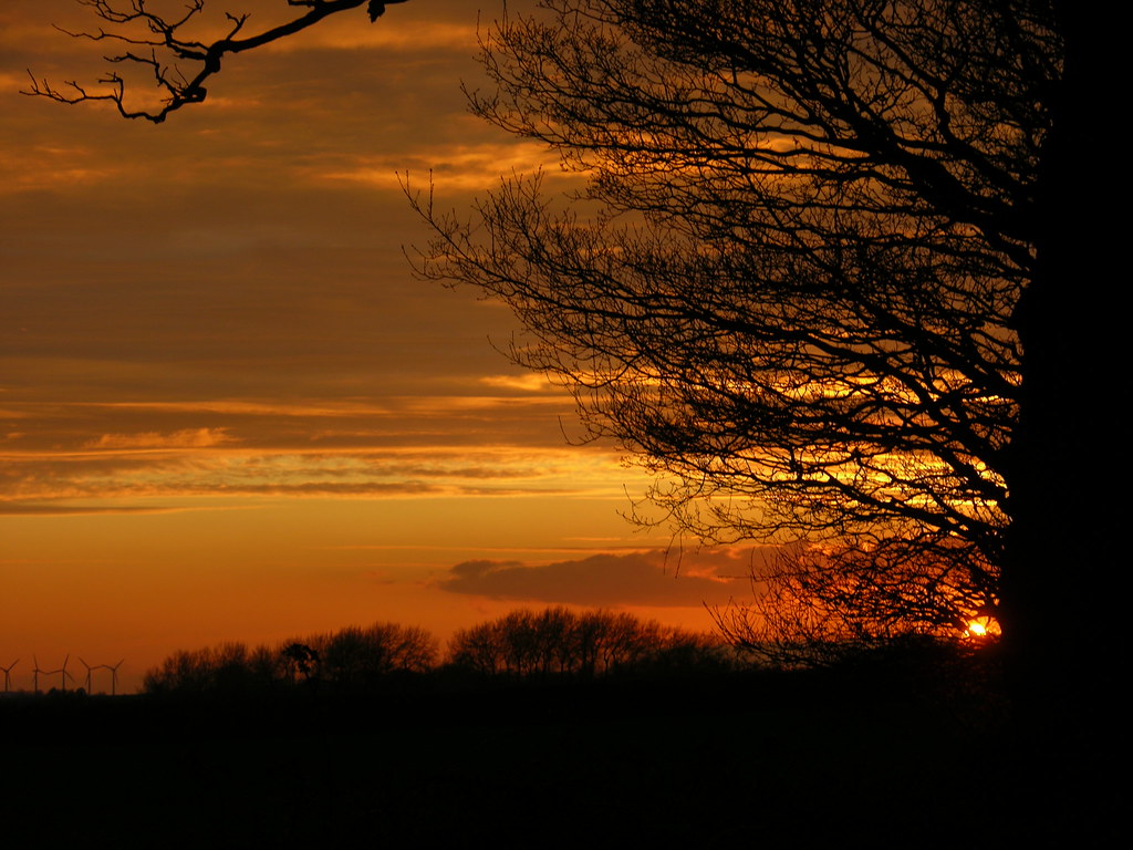 Tramonto con tronco di albero rinsecchito