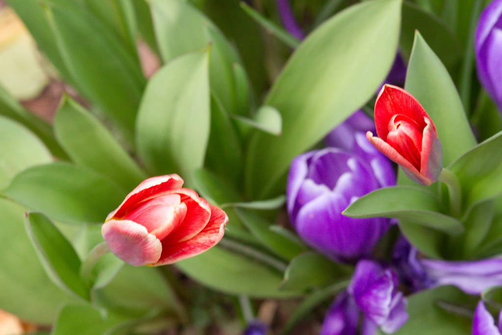 Tulipani tra le foglie