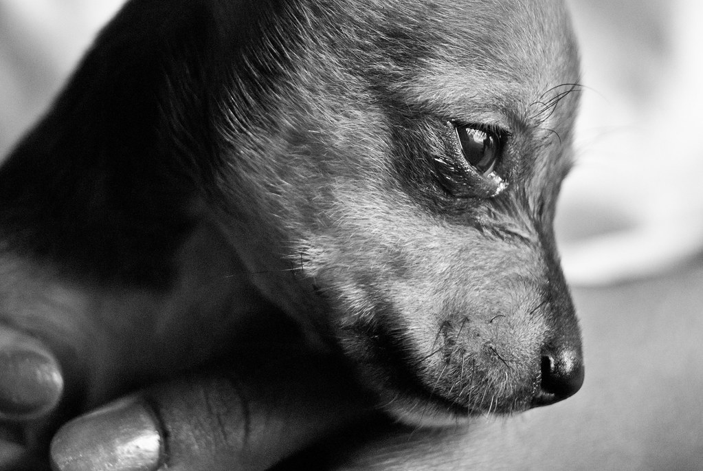 Viso di cane triste immortalato in bianco e nero