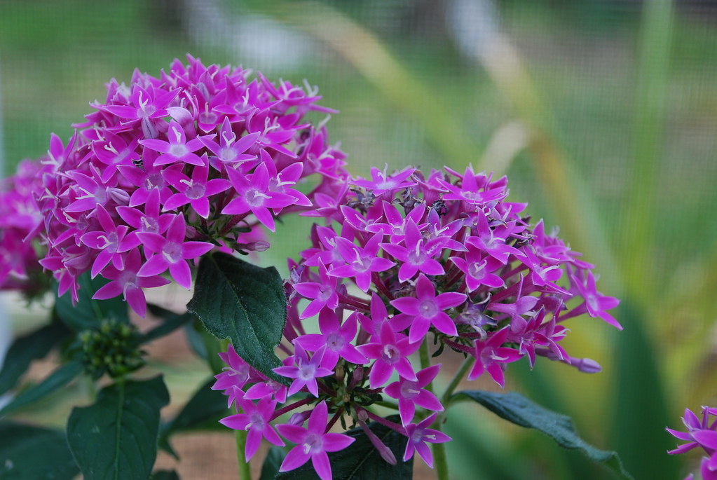 Cotone cuoio ferro fiorami massima seta 3