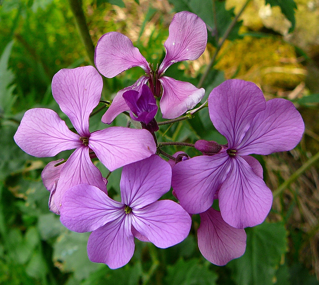 Cotone cuoio ferro fiorami massima seta 4