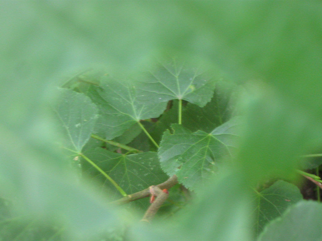 Ora primavera temperamento tempo