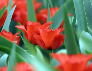 fiori rossi tra l'erba verde