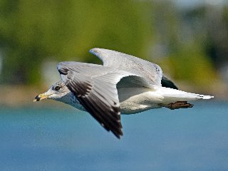 gabbiano in volo in primo piano