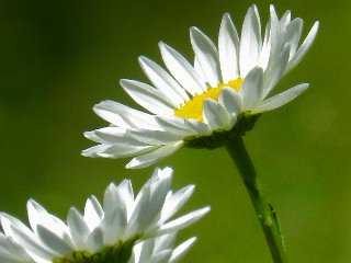 margherite in primo piano