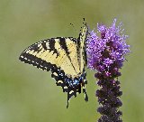 magnifica farfalla su fiore viola lungo