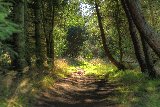 sentiero con natura ricca di colori