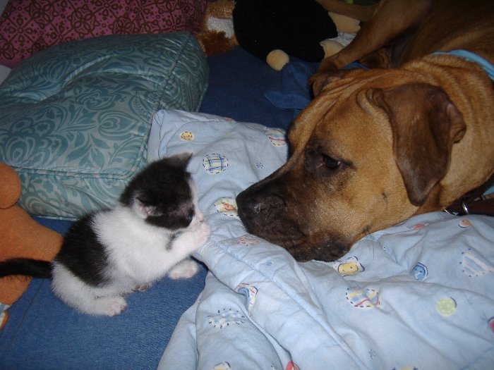 amicizia tra cane e gatto