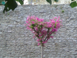 Alberello a forma di cuore