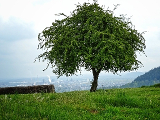 Albero solitario per persone romantiche