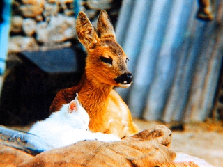 Animale molto tenero in compagnia