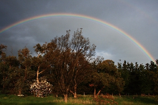 Arcobaleno sopra boschetto con alberi secchi