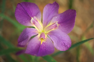 Bel fiore con larghi petali viola