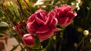 Bellissimi fiori rossi immersi nel verde