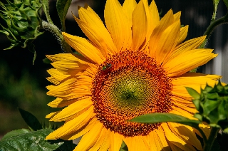 Bellissimo girasole con dentro un insetto