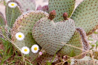 Cactus a forma di cuore