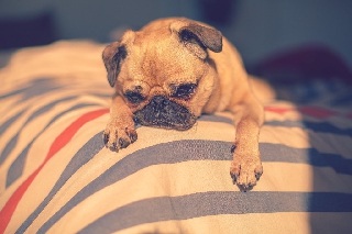 Cane carlino molto abbattuto sul letto