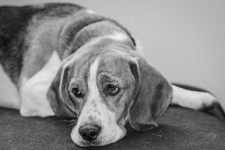 Cane giù di tono sul tavolo