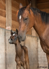 Cavalla adulta che coccola grazioso cavallino