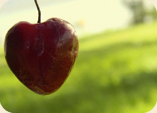 Ciliegia a forma di cuore