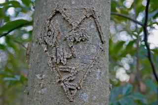 Cuore spigoloso inciso su albero