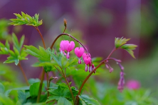 Cuoricini fucsia di bella pianta